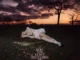 Baby Queen I Hope You Don’t Remember Me (Album)